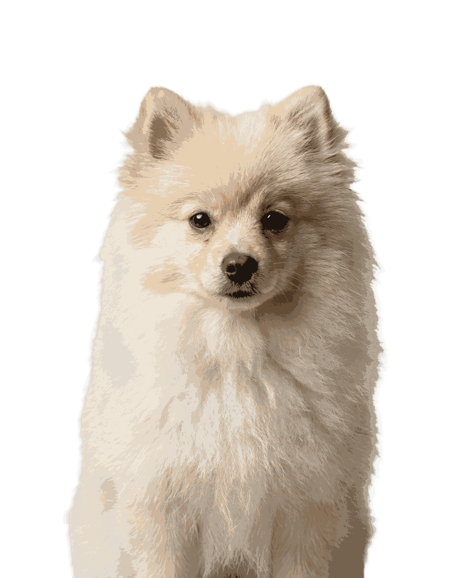 Portrait von Teddy